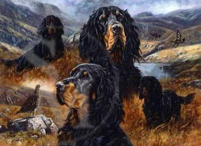 1384113892_gordon_setter1.jpg